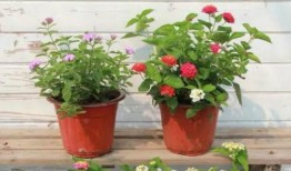 下沙男子最新爆料新闻视频,揭秘事件背后惊人真相