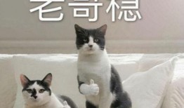 航线巴哥最新爆料视频,揭秘航线神秘航线背后的故事