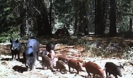 巴中野猪爆料事件始末最新消息,真相大白，幕后黑手浮出水面